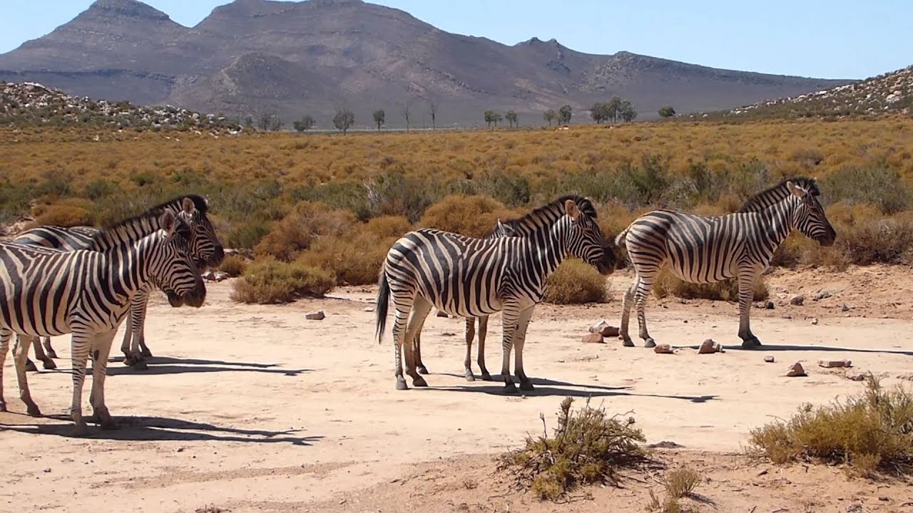 Aquila Game Reserve Day Trip