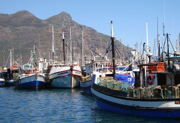 Cape Peninsula Tour