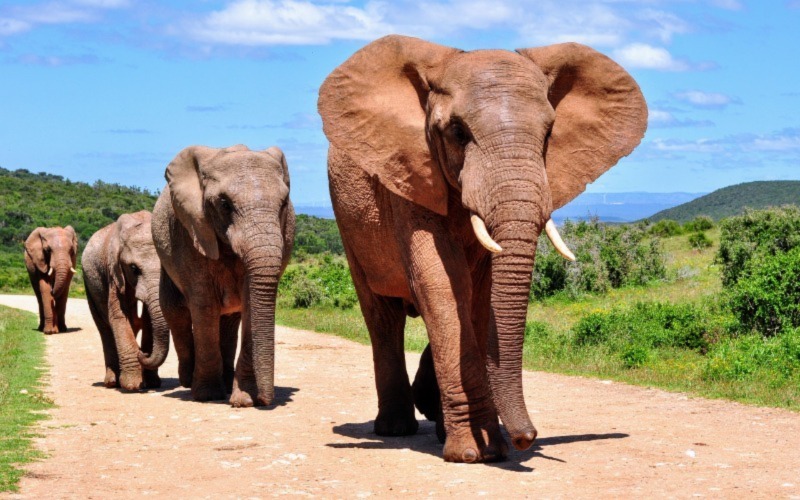 Aquila Private Game Reserve