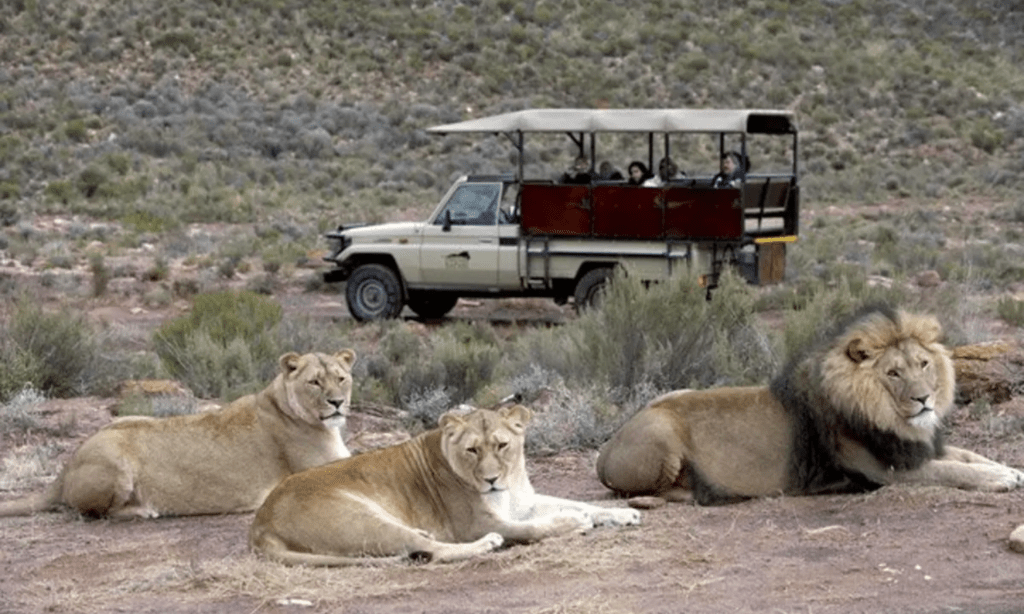 Aquila Game Reserve Day Trip from Cape Town – What To Expect!