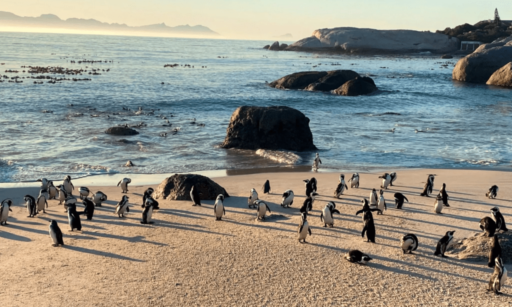 Best Family-Friendly Cape Town Day Trips for an Adventurous Escape