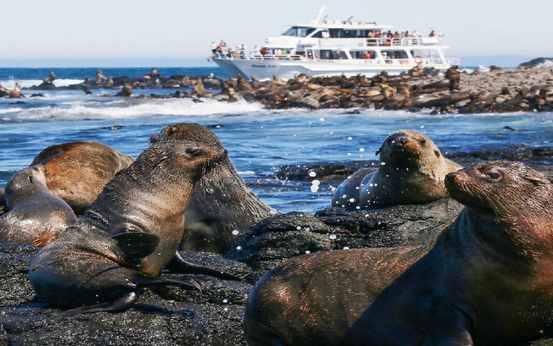 Cape Town City Sightseeing Tours