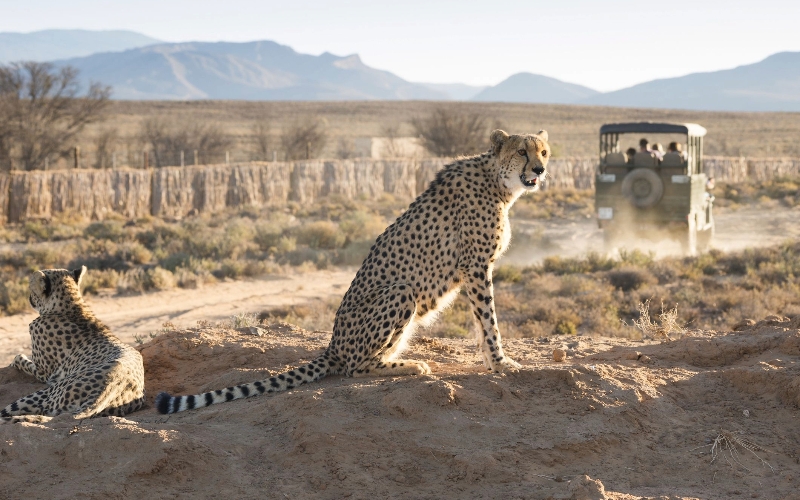 Cape Town Game Drive