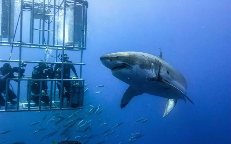 White Shark Cage Diving