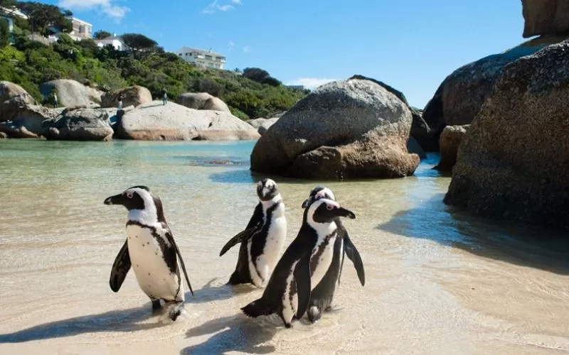 Boulders Beach