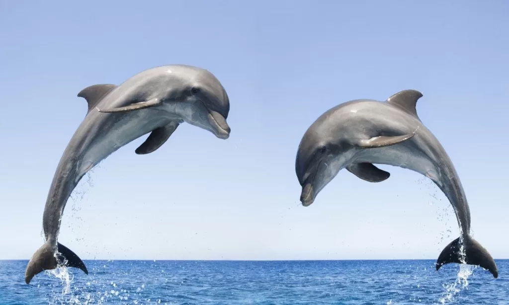 Dolphins In Cape Town: When, Where, And How To See Them!