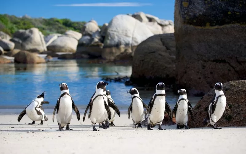 Penguins at Boulders Beach
