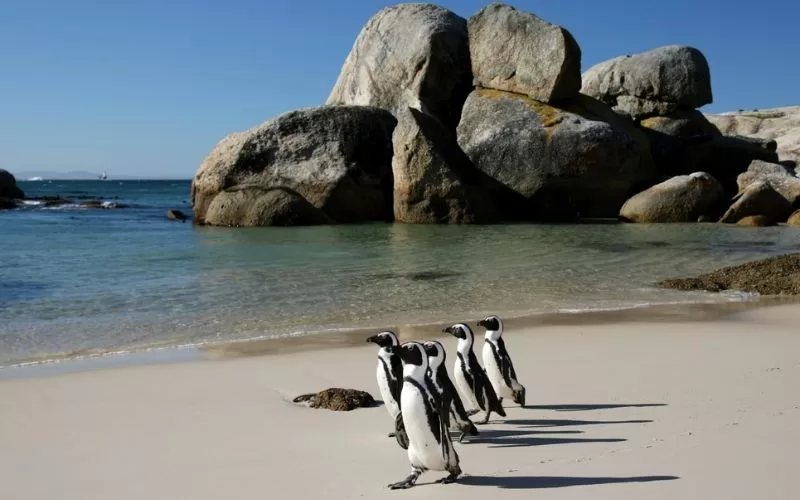 Boulders Beach Penguin Colony