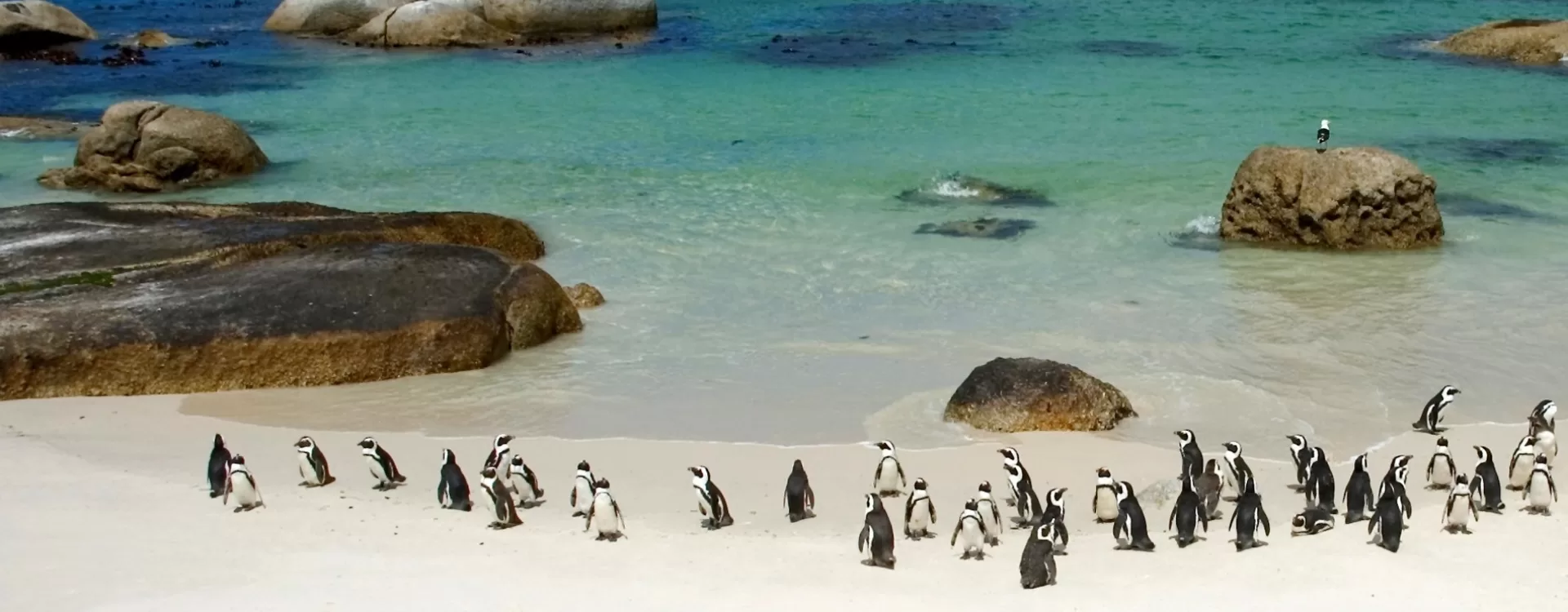 Cape Peninsula Tour