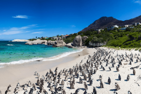 Cape Peninsula Tours