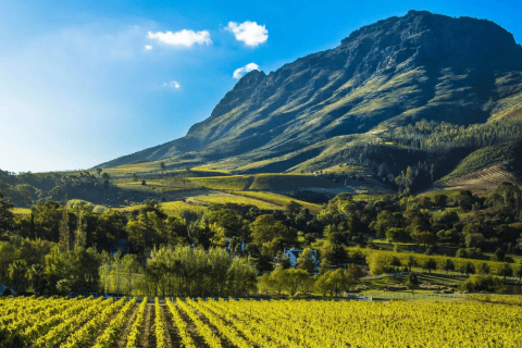 Cape Stellenbosch Winelands Tour