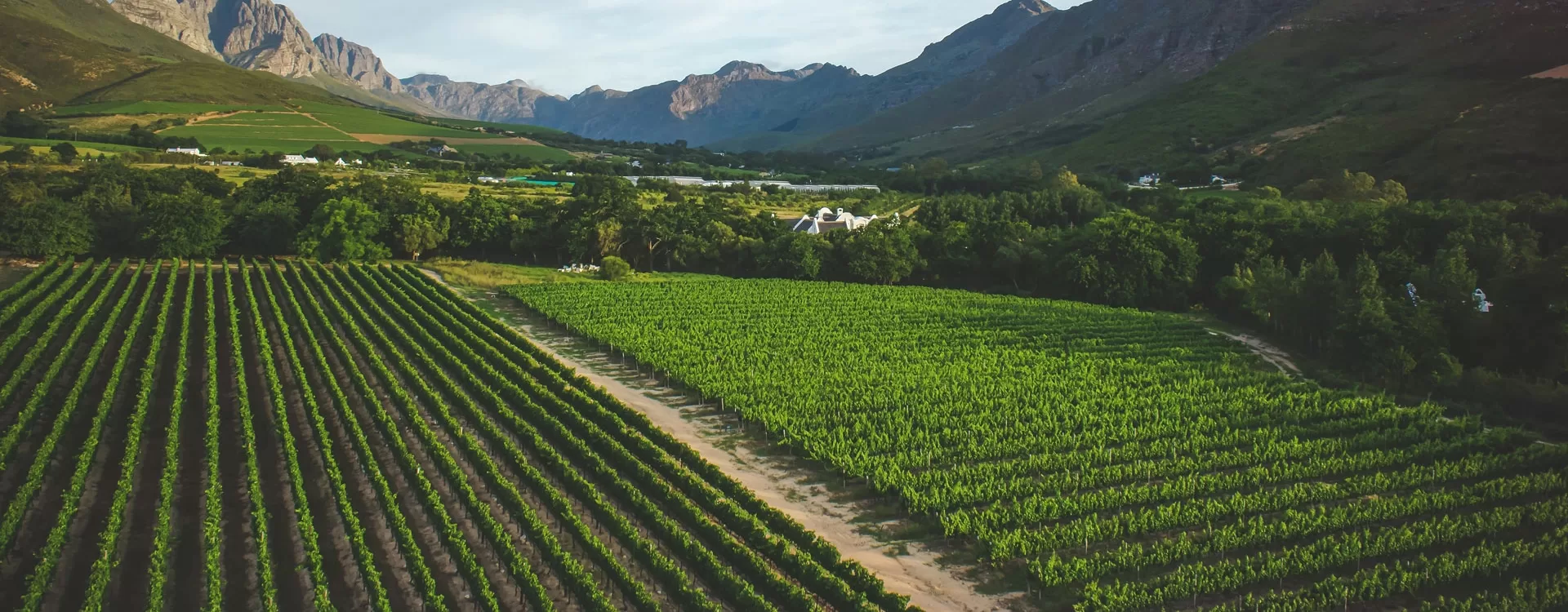 Cape Winelands