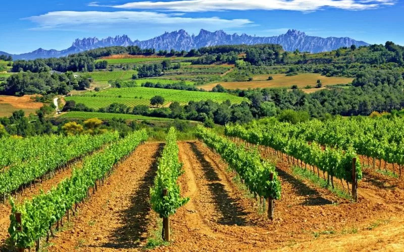 Durbanville's Wine Route