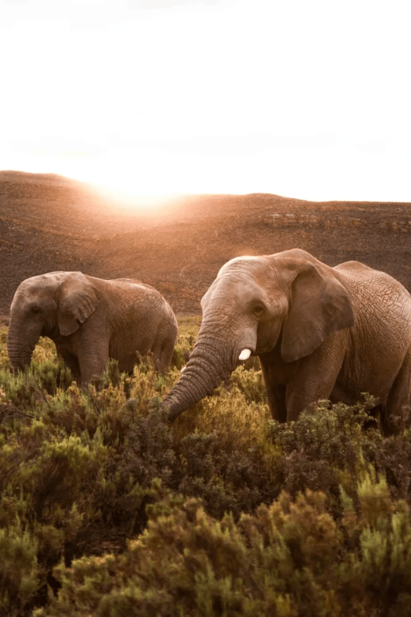 Aquila Game Reserve Day Trip