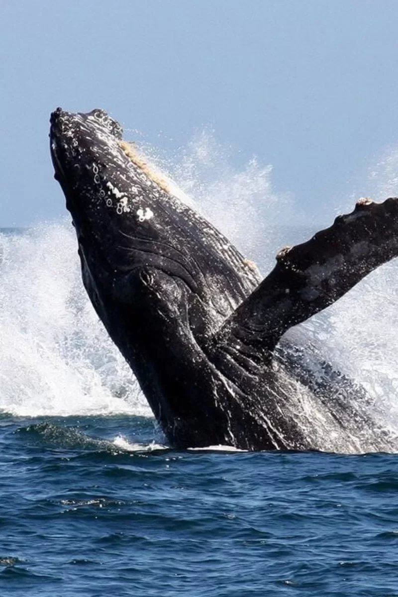 Great-White-Shark-Cage1