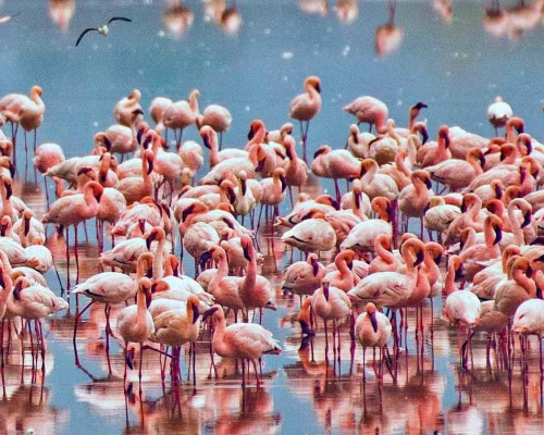 LAKE MANYARA NATIONAL PARK 2