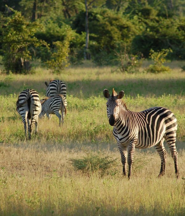 south-luangwa