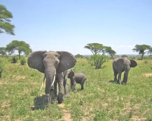 tarangire national park